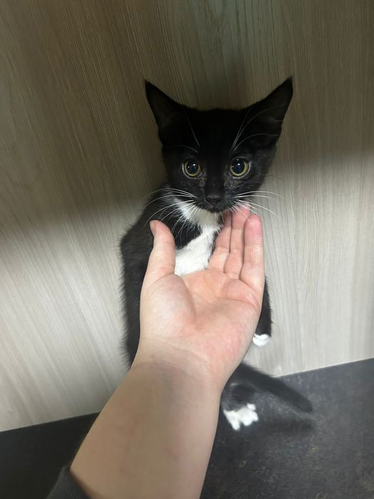 Котята британцы ищут хозяев