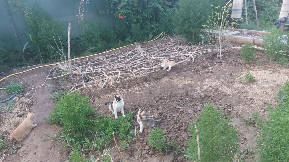 Здравствуйте отдам котят даром.