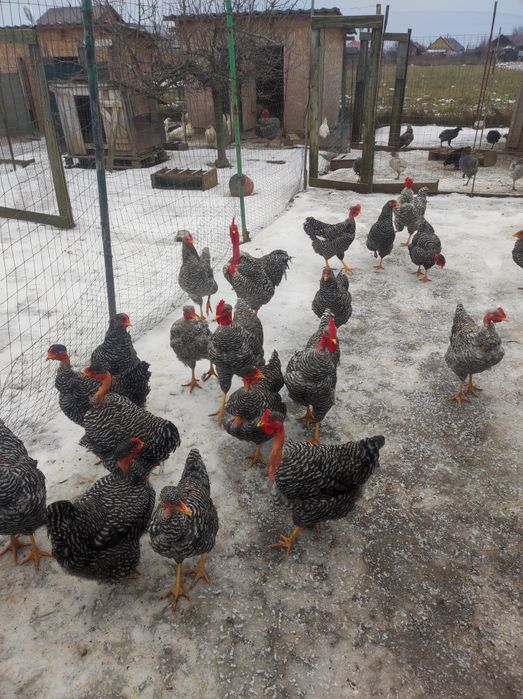 Vând puicuțe gât golaș