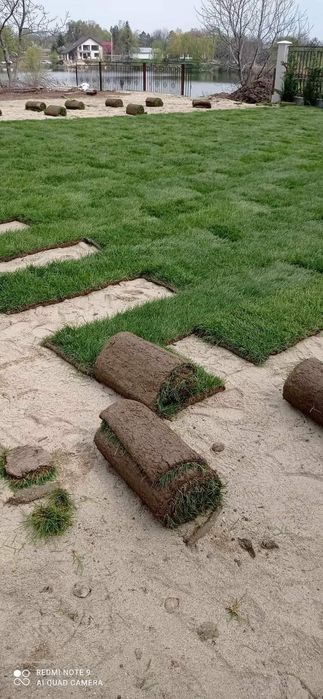 Gazon rulou de calitatea extra de zone umbrite de soare