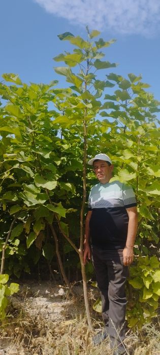 Manzarali daraxt koʻchatlari sotiladi