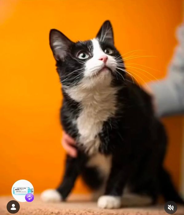 Срочно нужен дом!