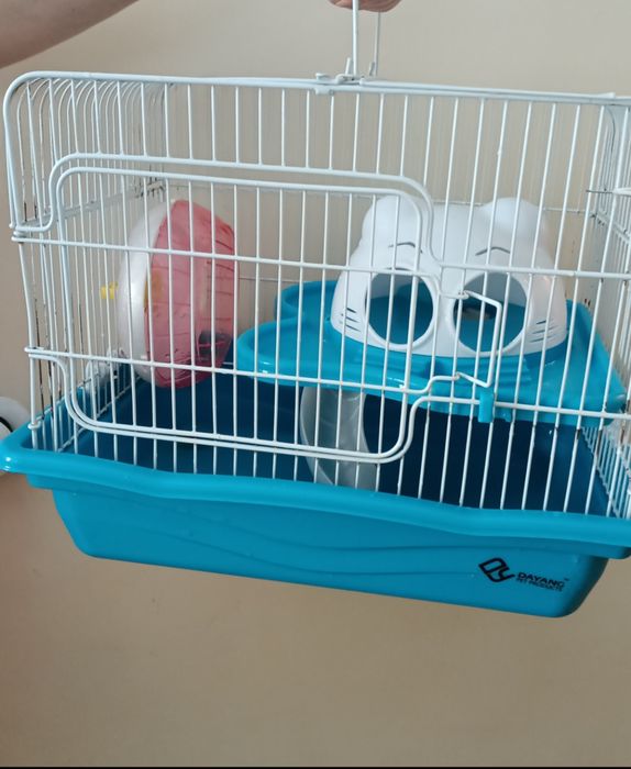 Домашние крысята