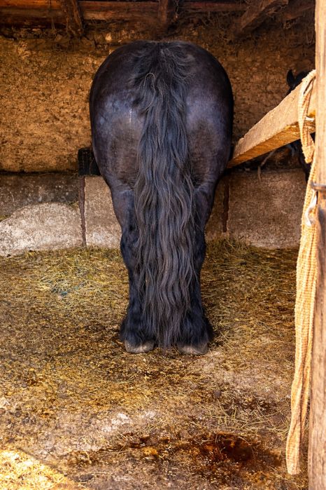 Vand doua mânze deosebite !