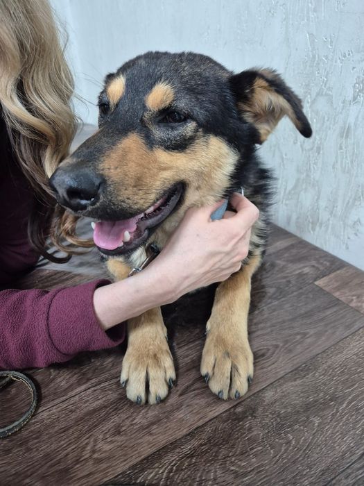 Собака в добрые руки