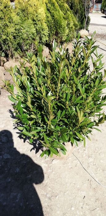 Prunus laurocerasus  și evonimus