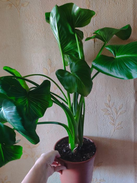 Продам каллу белую