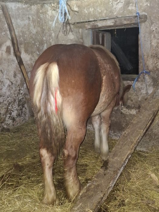 Vând manza de 9 luni