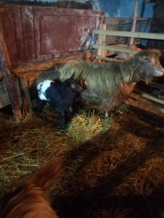 Capră carpatină cu ied