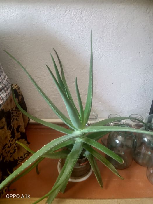 Алоэ вера сатамын