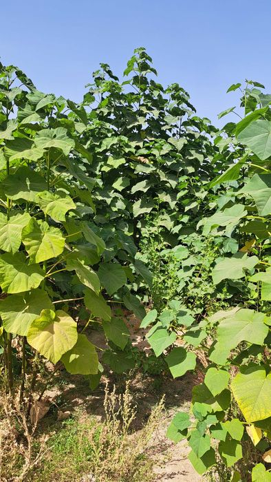 Павловния деревья сорта ФТЕ и М-1 здоровые крепкие в кол-ве более 2000