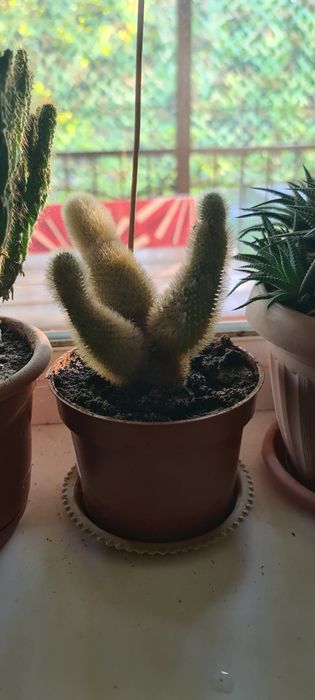 Кактус #5. 4 года.