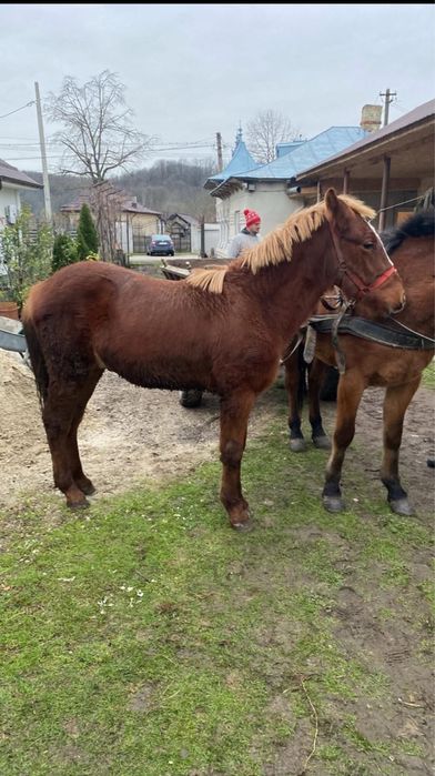 De vânzare manz(armasar) de 8 luni