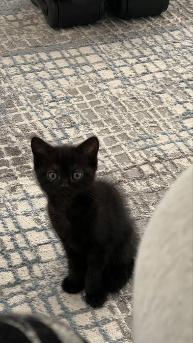 Котята шотландцы