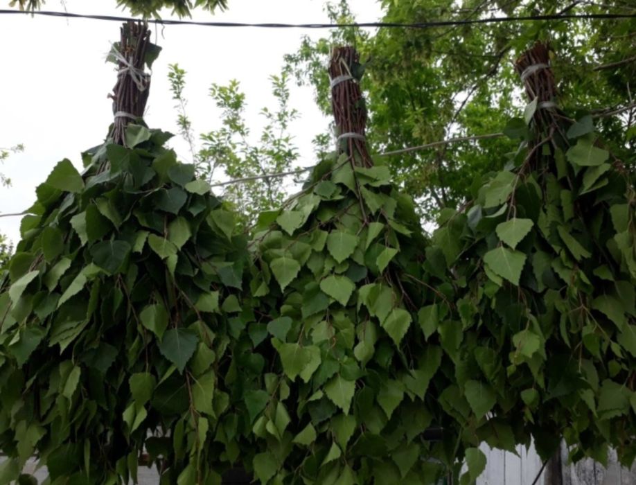 Продам березовые веники