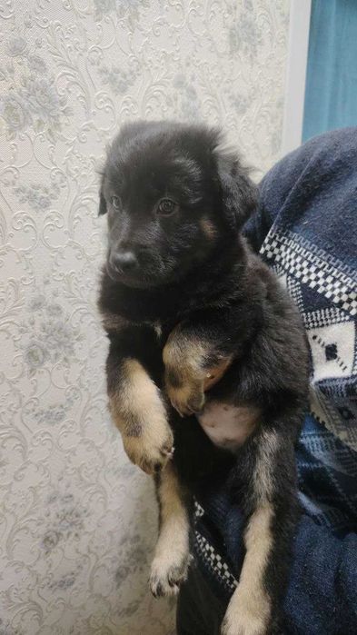 Собаки / Щенки пристраиваются Домашние / Kuchuk It