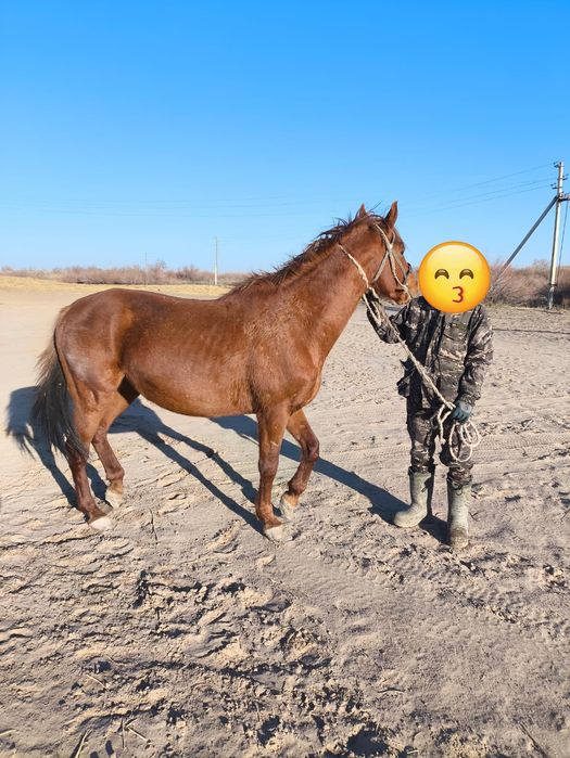 Керемет Айғыр сатылады