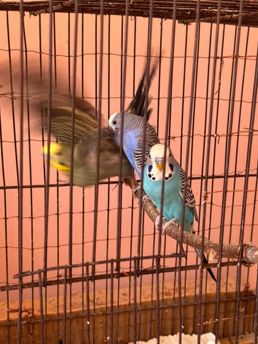 Валнистий тўтилар