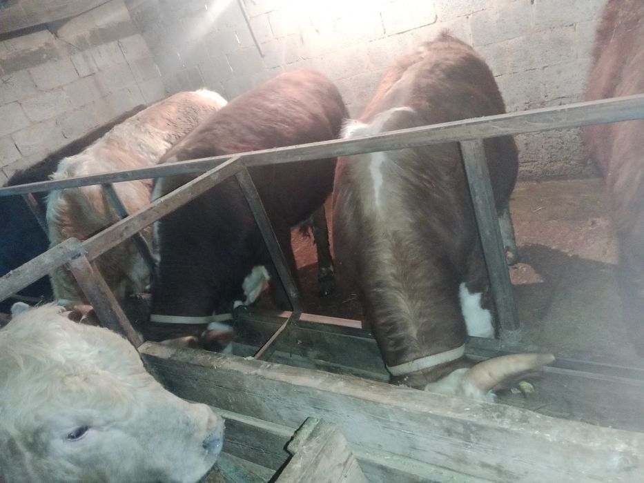 КРС  бычки на откорме