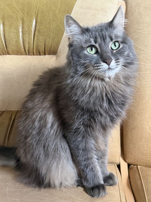 Кошка в добрые руки