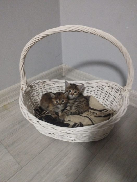 Отдам котят в добрые руки!!!