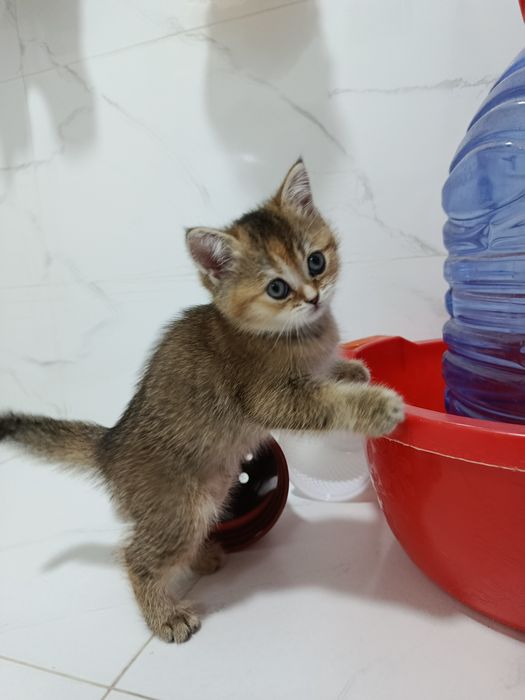 Продается кошечка