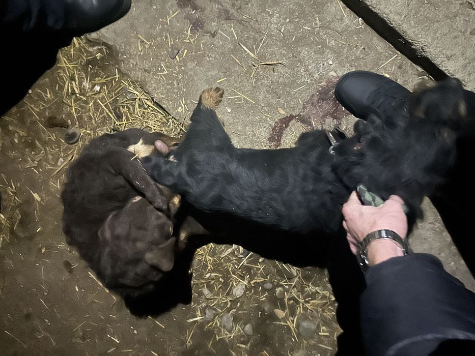 Ягктыер щегки ..