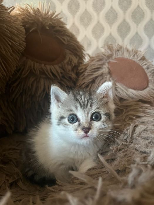 Котенок мальчик в добрые руки