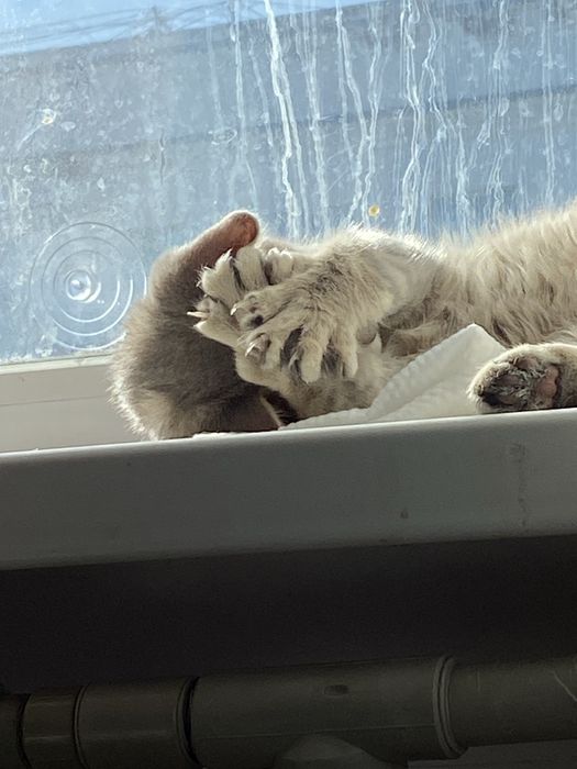Котенок:Чипонок. 7 мес. Срочно !!!