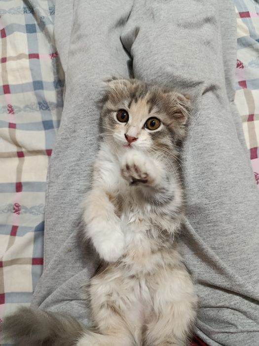 котёнок скотиш фолд