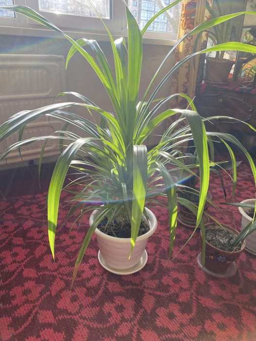 Продам цветок для дома