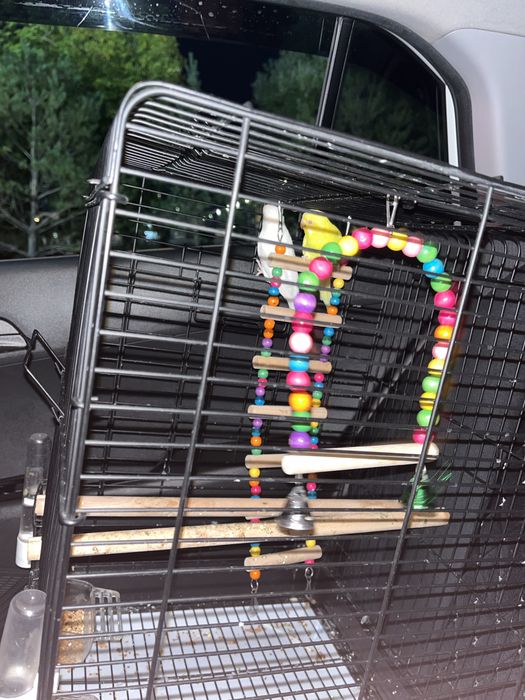 Продаю птиц