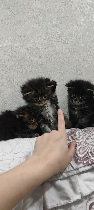 Продам чистокровных котят породы мэйнкун