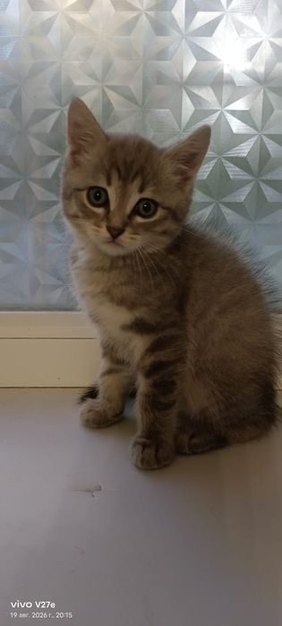 Продам котенка шатландца/британца