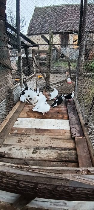 Vând porumbei  voltați și galateni