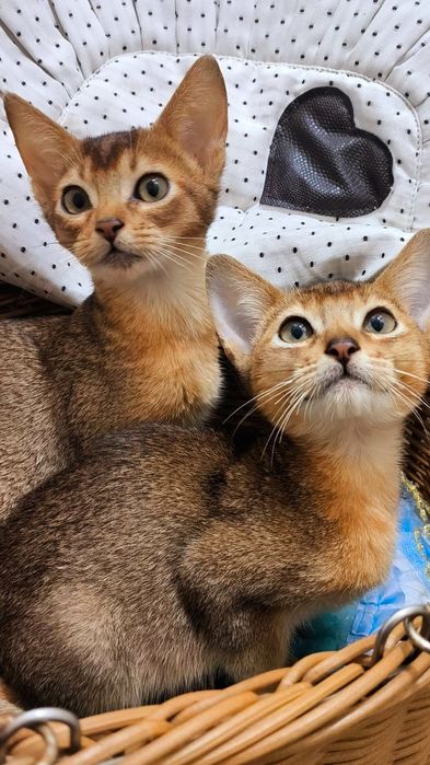 АБИССИНСКИЕ  красотуны
