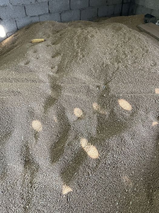 Бидай урык (ұрық)