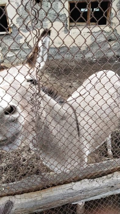 Ишак  девочка продаётся вместе с телегой