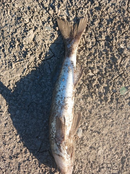 Судак көксерке свежий.