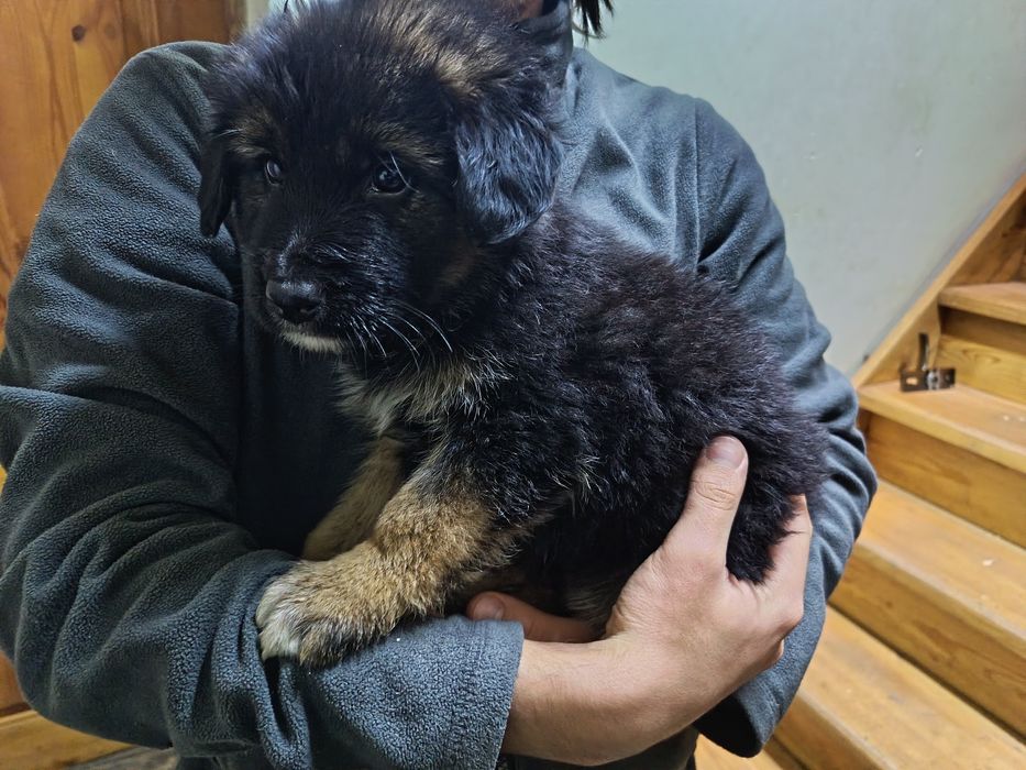 Щенки овчарка 2 месяца