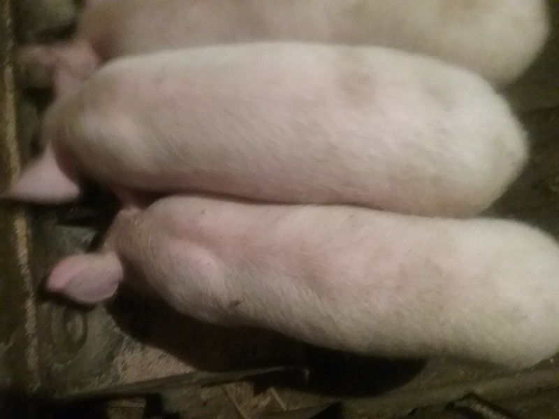 Продам поросят..