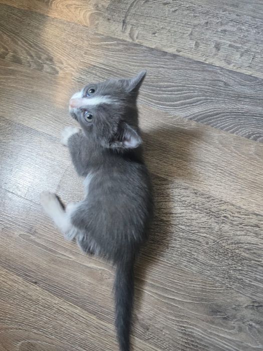Котята отдам даром