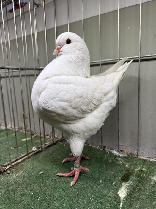 Porumbei King American