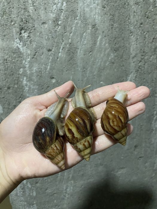 улитки ахатины фулика