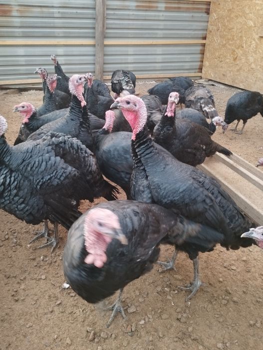 Продается домашние индюки