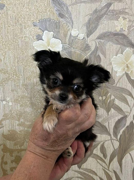 Красотка девочка чихуахуа