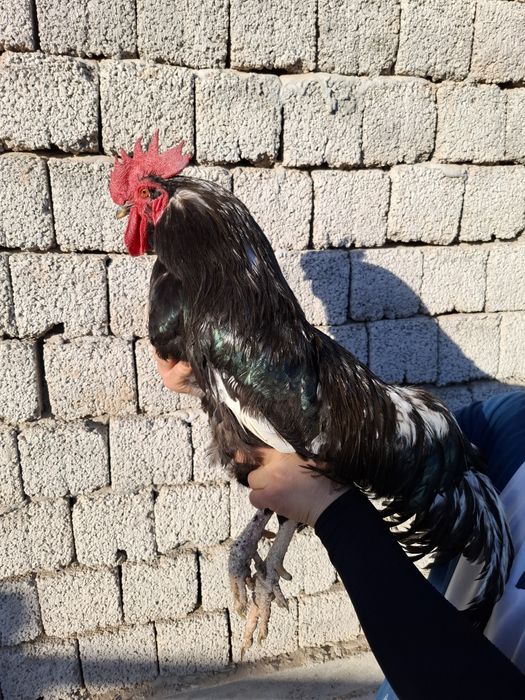 Домашний Кора шахзода Хуроз сотилади. Соглом.