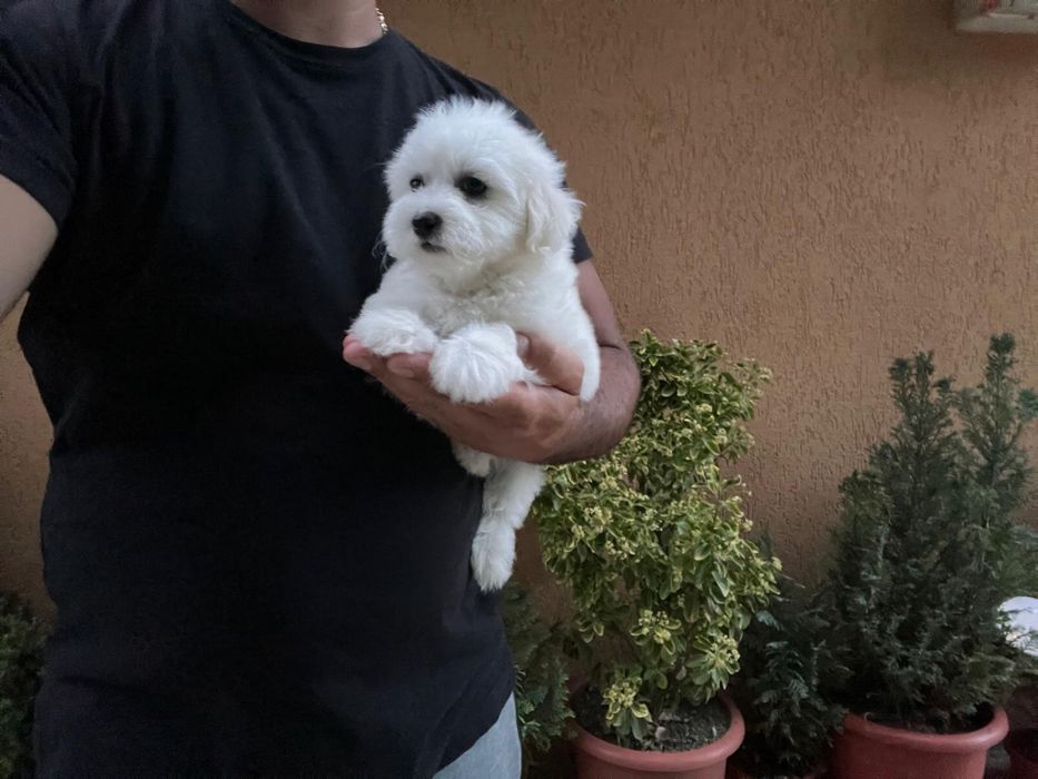 Baietel Bichon Maltez
