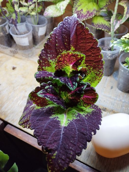 Продам комнатные цветы