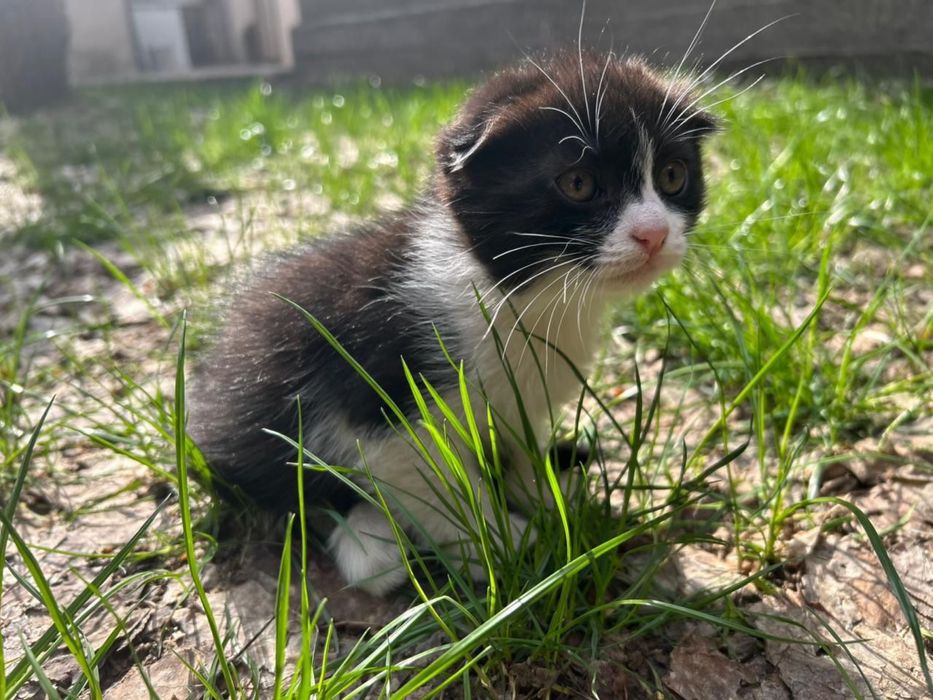 Котята хороший.